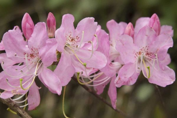North Carolina Catawba rhododendron flowers